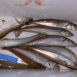 魚住港のキス調査Ⅱ