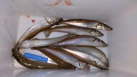 魚住港のキス調査Ⅱ