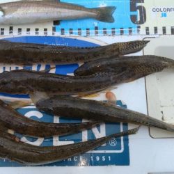 ハゼ釣りになりました