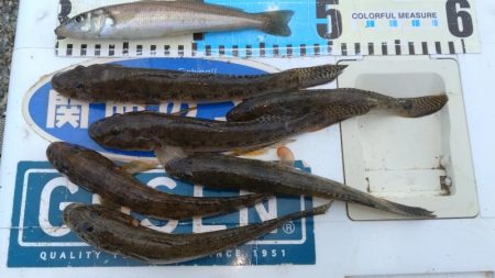 ハゼ釣りになりました