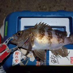 2023/12/17 南港ライトゲーム釣行 (ロックフィッシュ狙い)