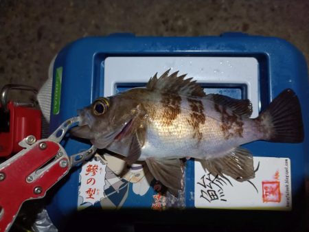 2023/12/17 南港ライトゲーム釣行 (ロックフィッシュ狙い)