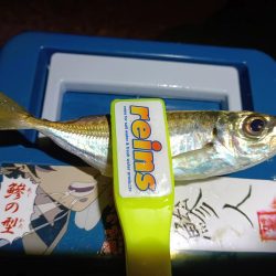 2023/12/18 南港ライトゲーム釣行 (アジ狙い)