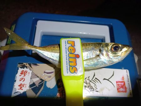 2023/12/18 南港ライトゲーム釣行 (アジ狙い)