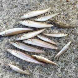 淡路島ランガン釣行