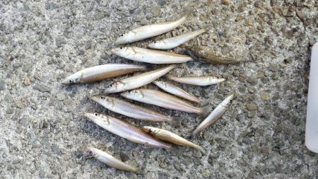 淡路島ランガン釣行