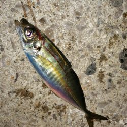 寒波がまいりました