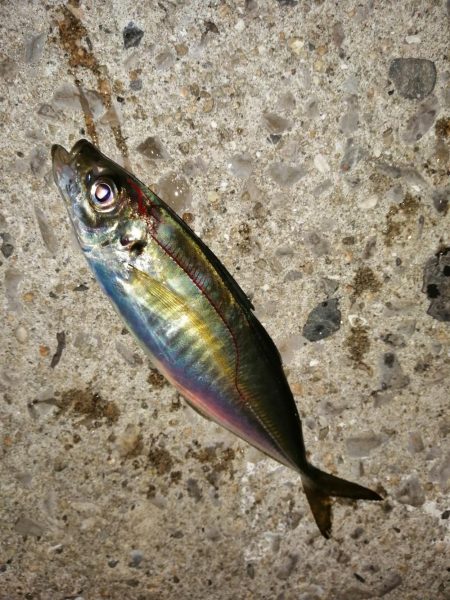 寒波がまいりました