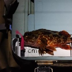 釣れると楽しい