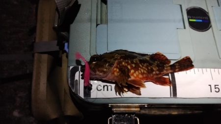 釣れると楽しい