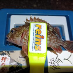 2023/12/26 南港ライトゲーム釣行 (ロックフィッシュ狙い)