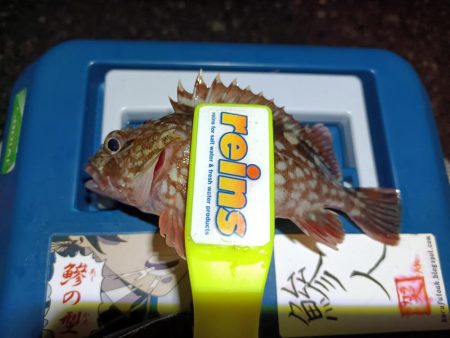 2023/12/26 南港ライトゲーム釣行 (ロックフィッシュ狙い)