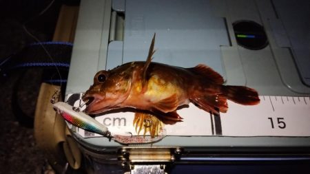 大発明! プラグワームで初めてのメバル!!…