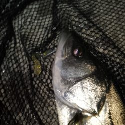 釣り納め…かな？