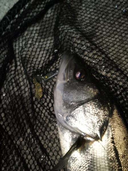 釣り納め…かな？