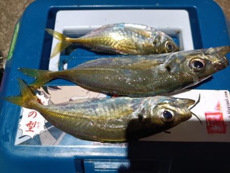 2023/12/28 南港ライトゲーム釣行…