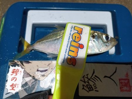 2023/12/29 南港ライトゲーム釣行 (アジ狙い)