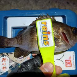 2023/12/30 南港ライトゲーム釣行 (メバル狙い)