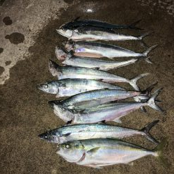 続舞鶴サゴシ祭り