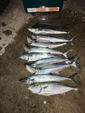 続舞鶴サゴシ祭り