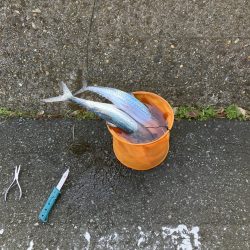 サゴシポツポツ