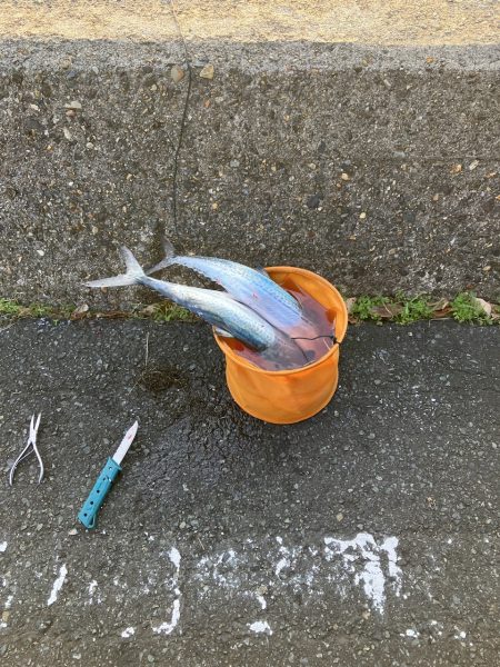 サゴシポツポツ