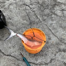 千歳サゴシポツポツ