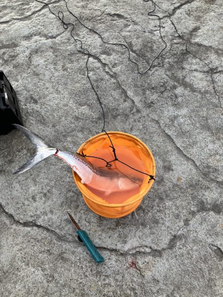 千歳サゴシポツポツ