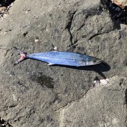 白杉サゴシポツポツ