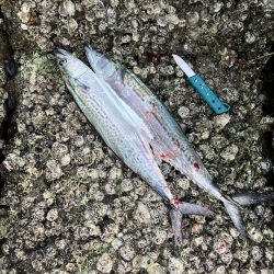 サゴシランガン