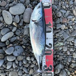 苦労の上のヒラソウダ