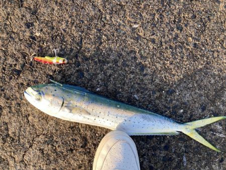 釣り納めはペンペン祭り