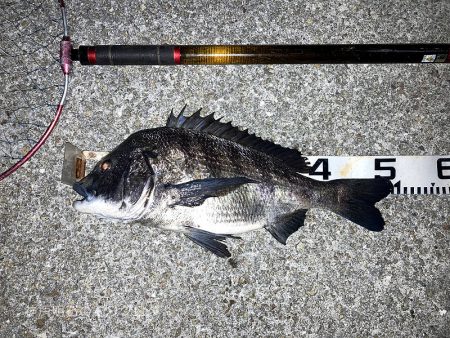 巨チヌにサヨリ、良型グレやスズメダイ大漁〜!!