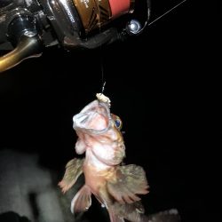 ガッシーで納竿会