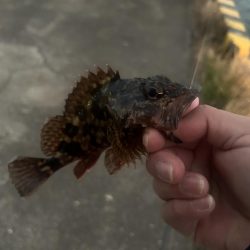 何にも釣れないときはガッシー!