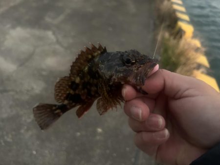 何にも釣れないときはガッシー！