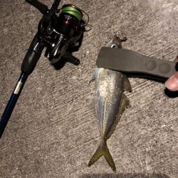 初心者アジング