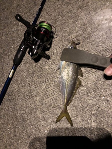 初心者アジング