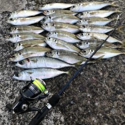 ビギナーアジンガー