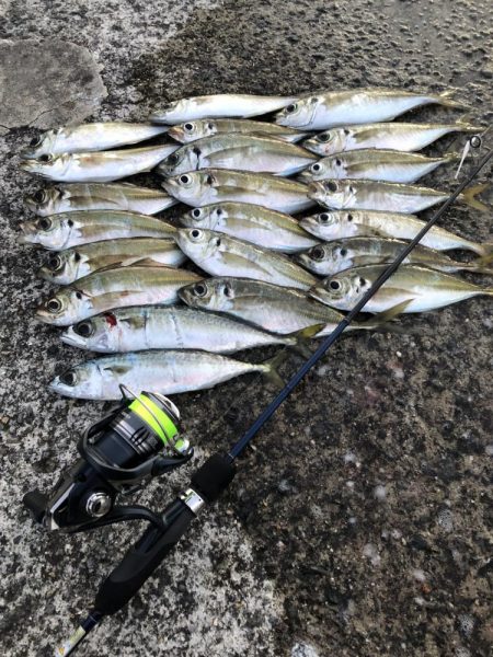 ビギナーアジンガー