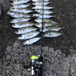 貸し切りアジング