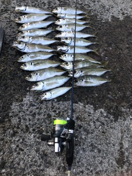 貸し切りアジング