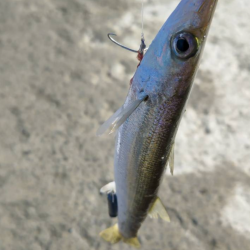 ★★釣り納めに行ったらとんでも無い事が★★