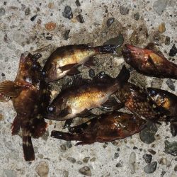 初冬のエビ撒き釣り 天気は良かったが