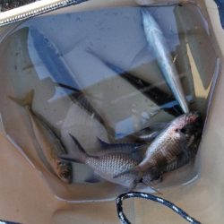 冬の寂しい釣果