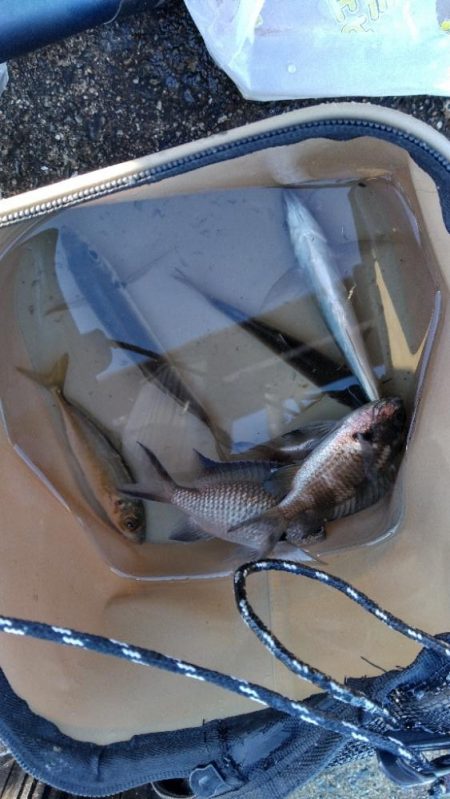 冬の寂しい釣果