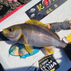 三重県尾鷲引本（広福丸渡船）でグレ釣り