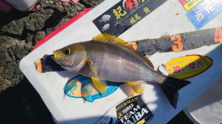 三重県尾鷲引本（広福丸渡船）でグレ釣り