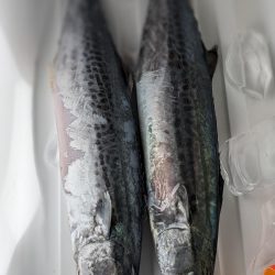 久しぶりの釣果