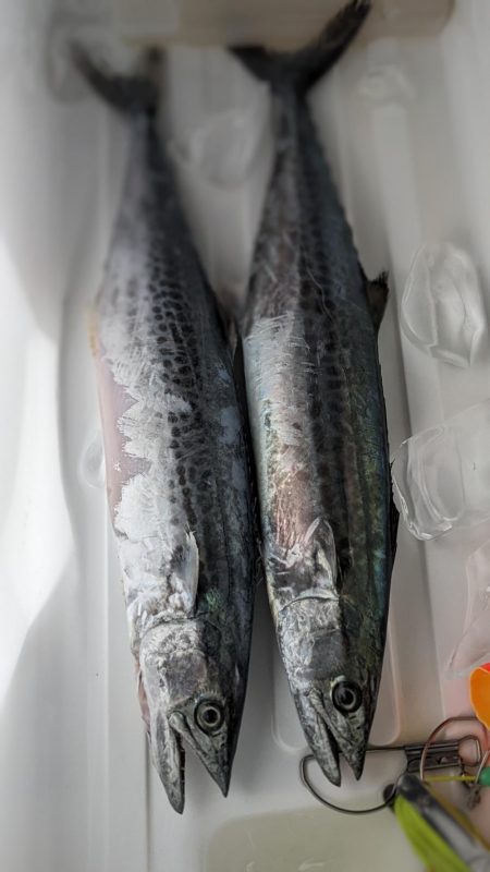 久しぶりの釣果